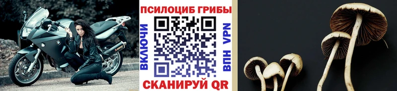 Галлюциногенные грибы Cubensis  наркотики  Апрелевка 